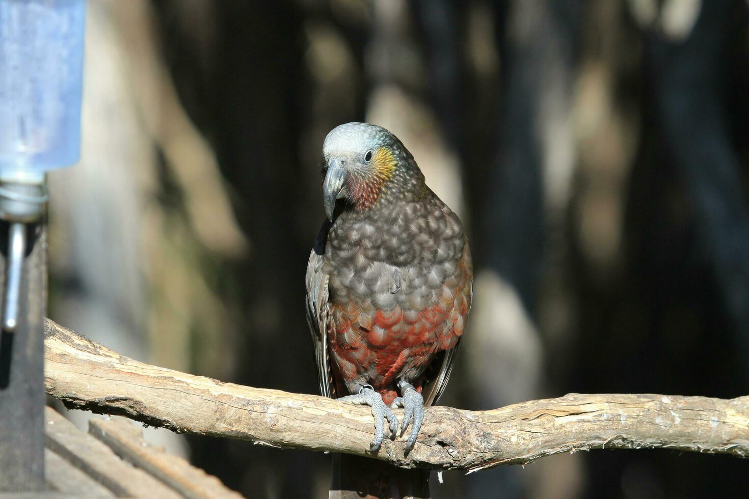 South Island Kaka Parrot photo