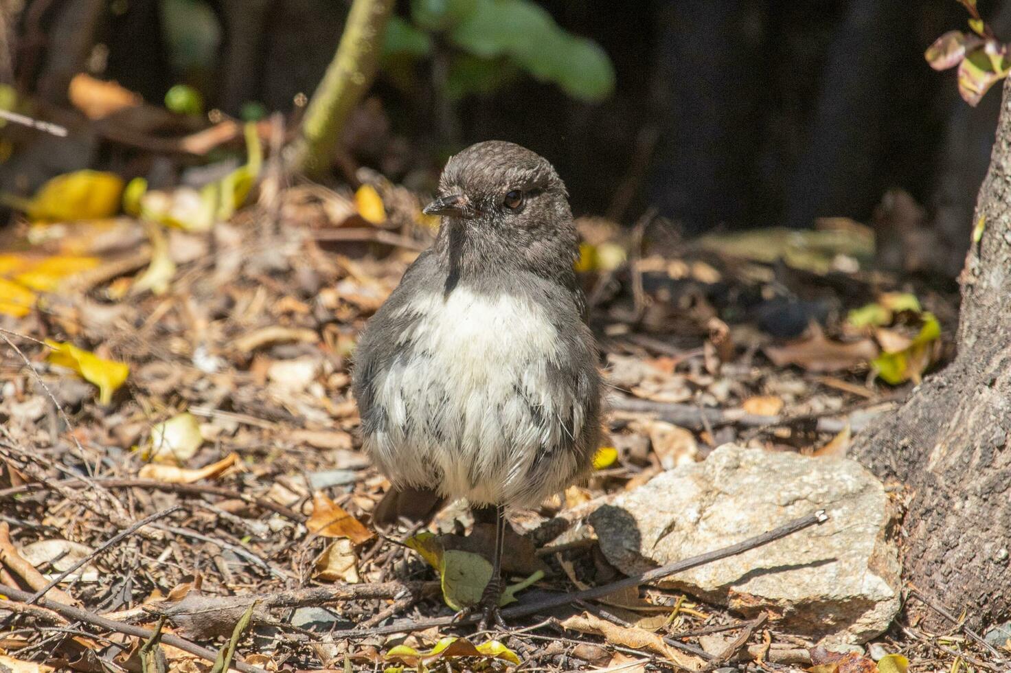 South Island Robin in New Zealand photo