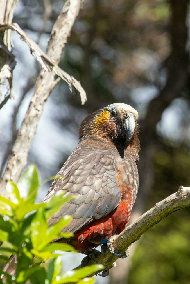 South Island Kaka Parrot photo