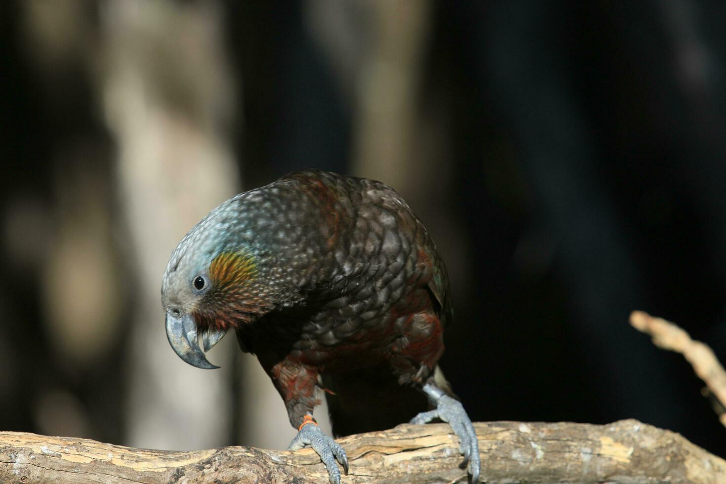 South Island Kaka Parrot photo