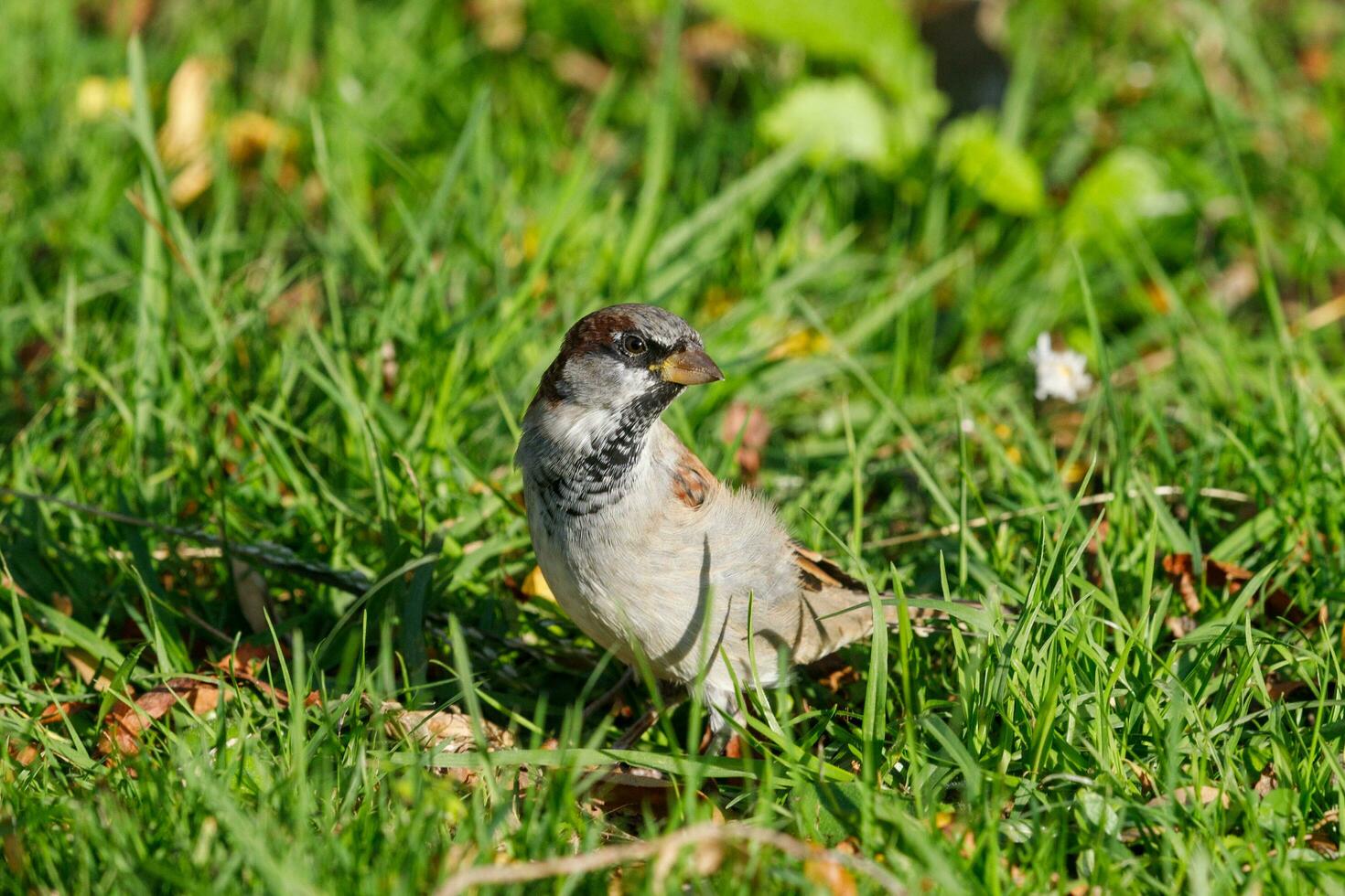 Common House Sparrow photo