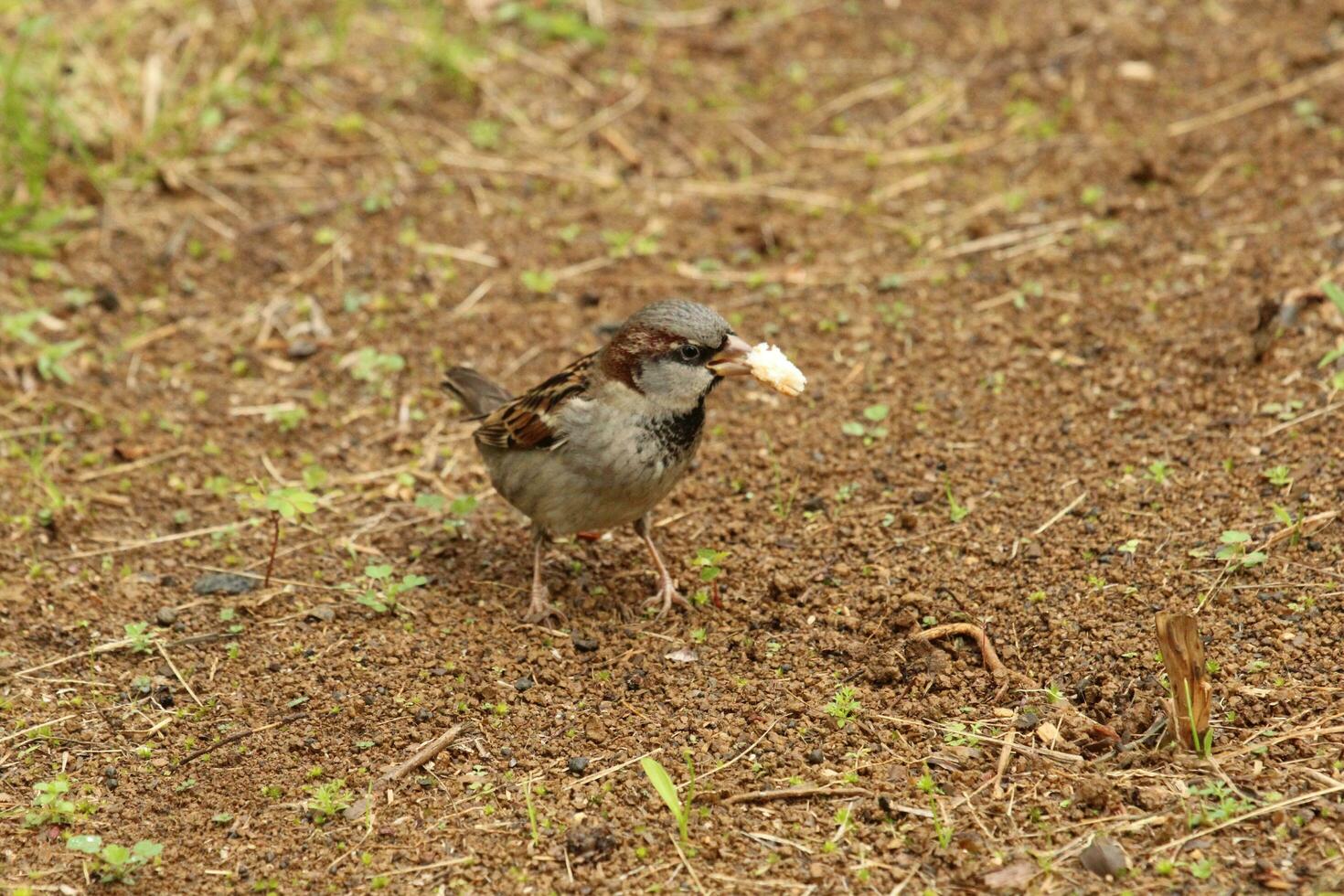 Common House Sparrow photo