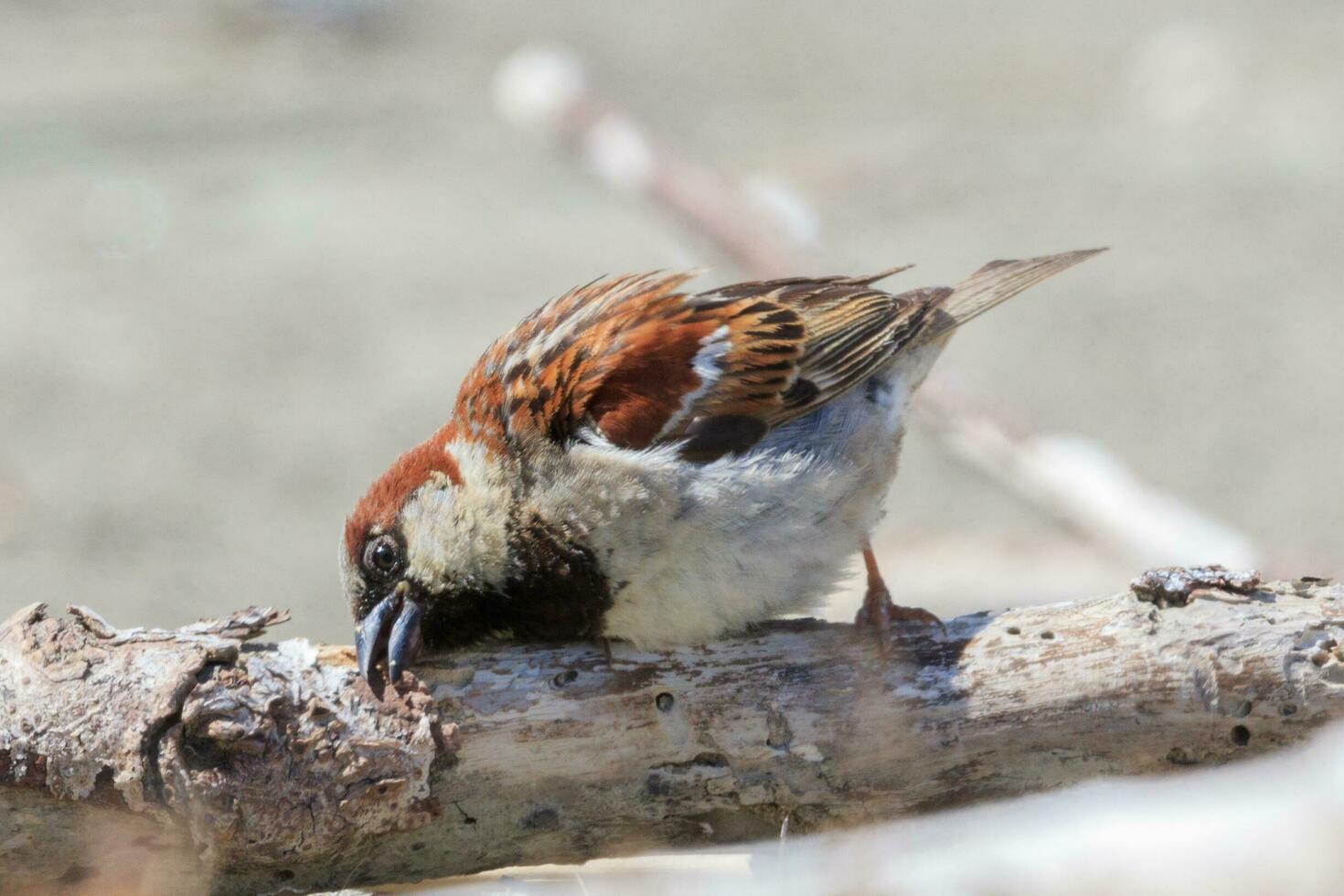 Common House Sparrow photo