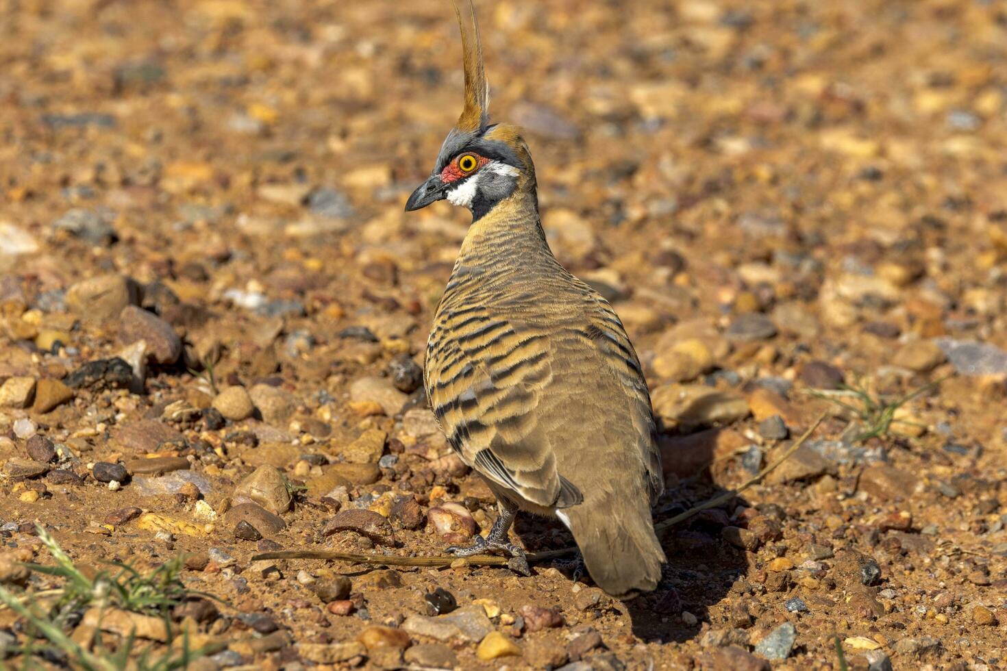 Spinifex Pigeon in Australia photo