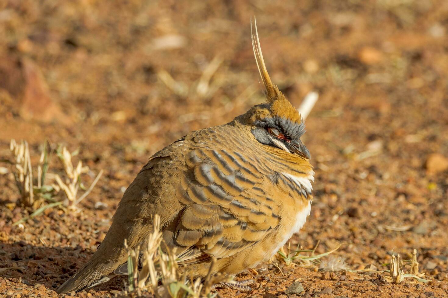 Spinifex Pigeon in Australia photo