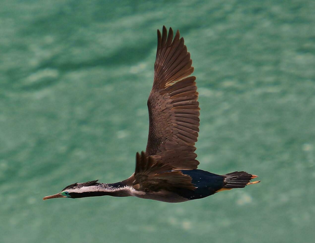 Spotted Shag in New Zealand photo