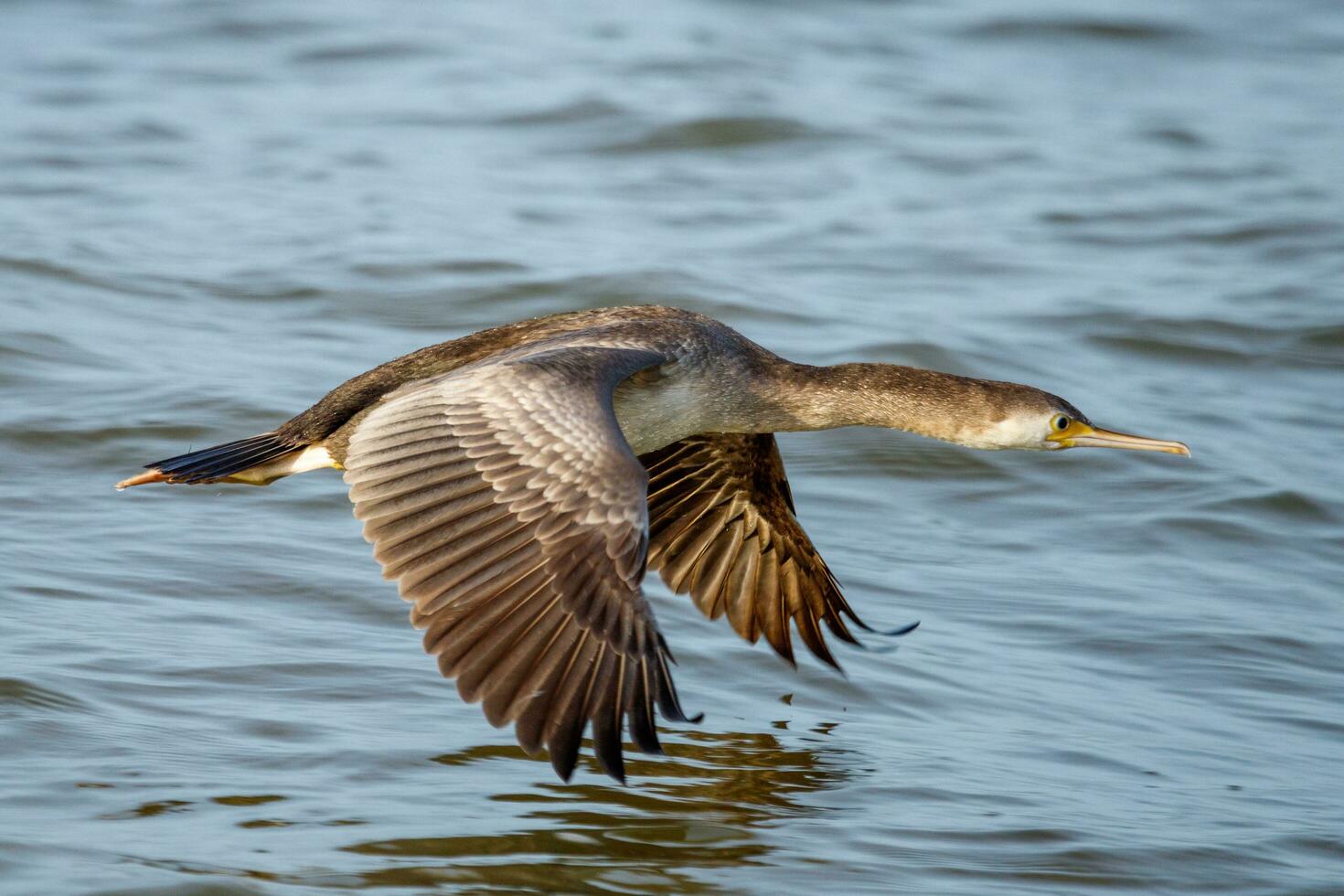 Spotted Shag in New Zealand photo