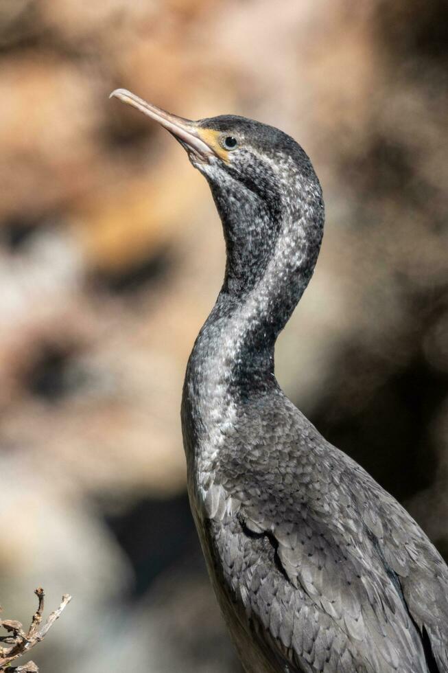 Spotted Shag in New Zealand photo