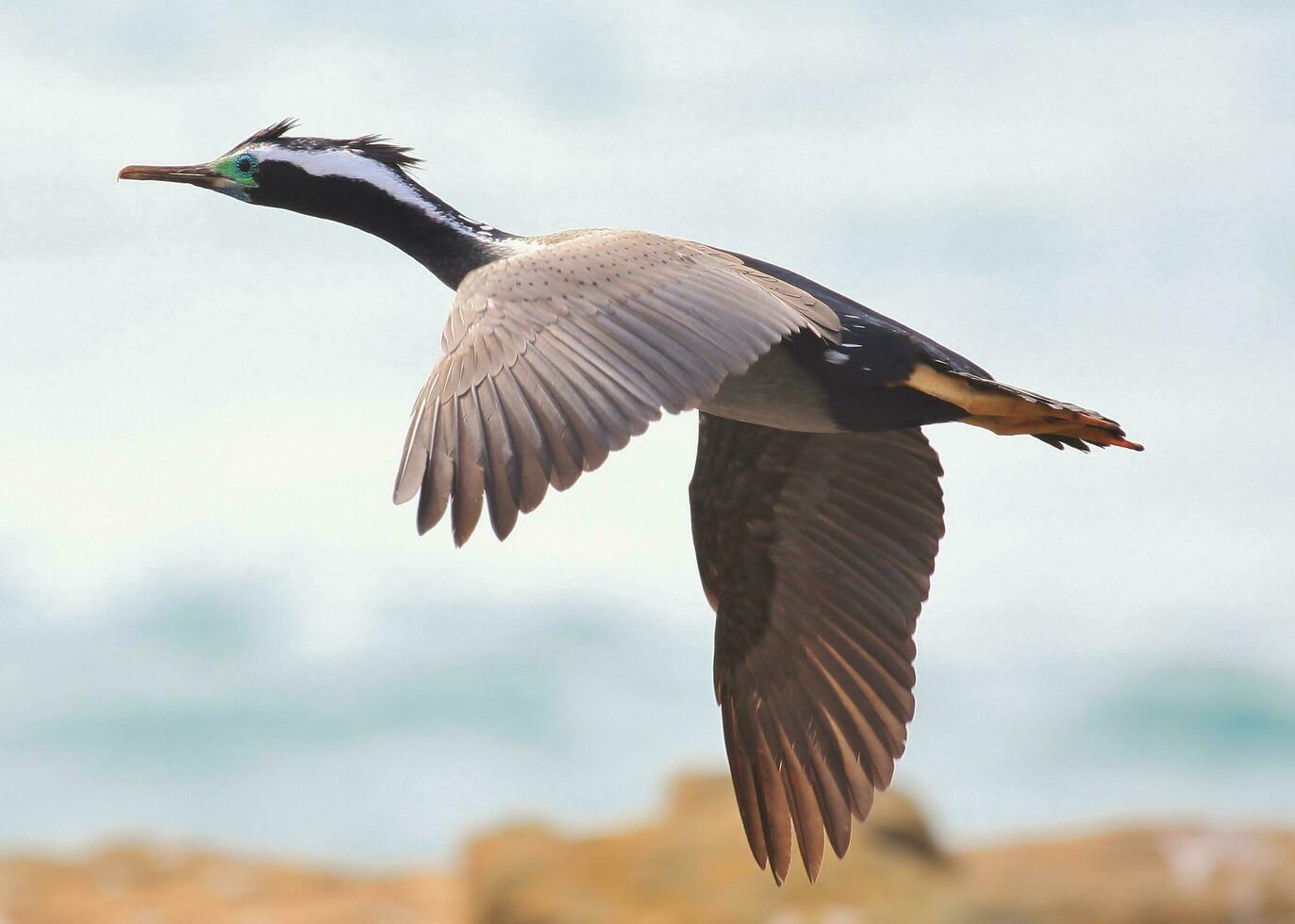 Spotted Shag in New Zealand photo