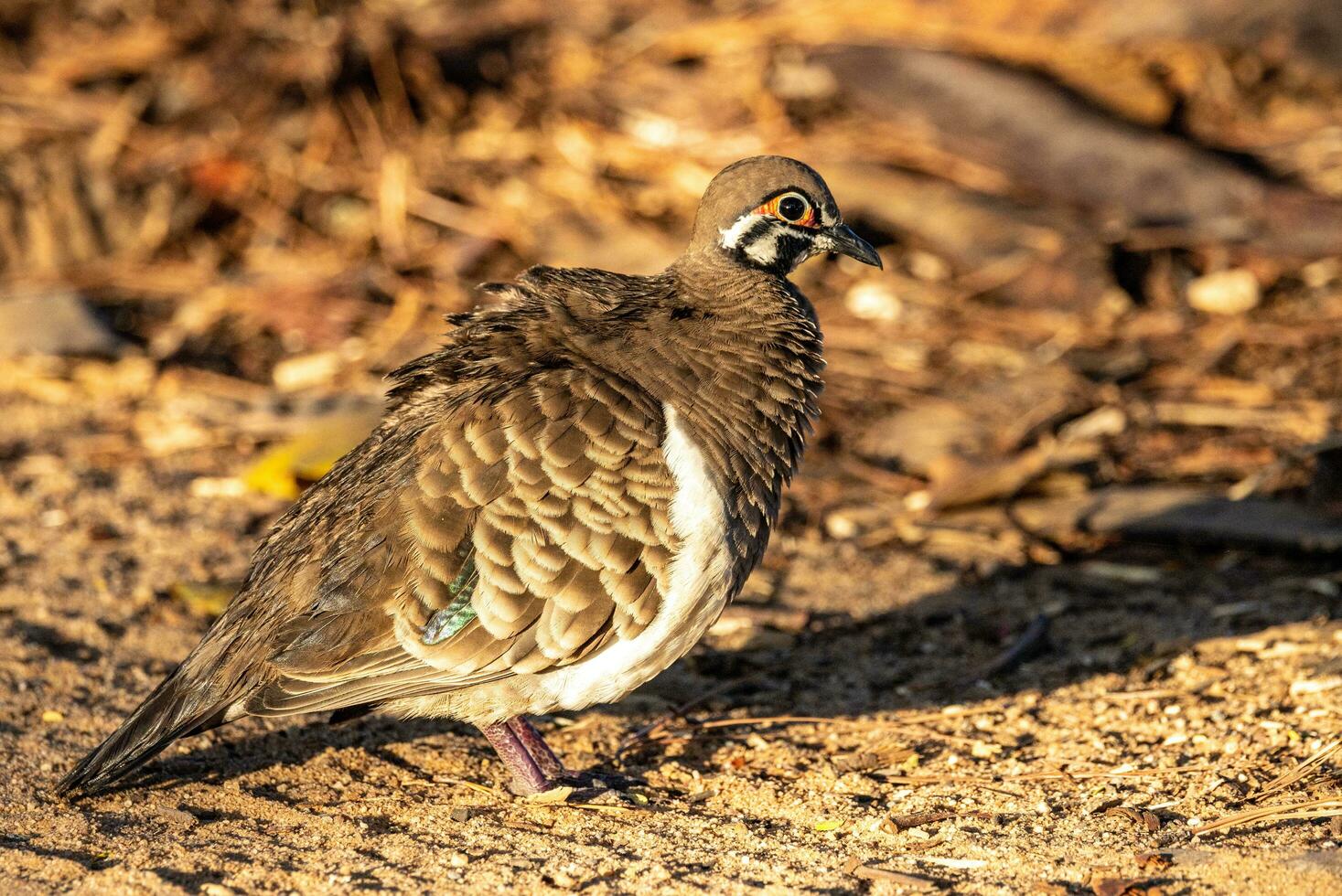 Squatter Pigeon in Australia photo