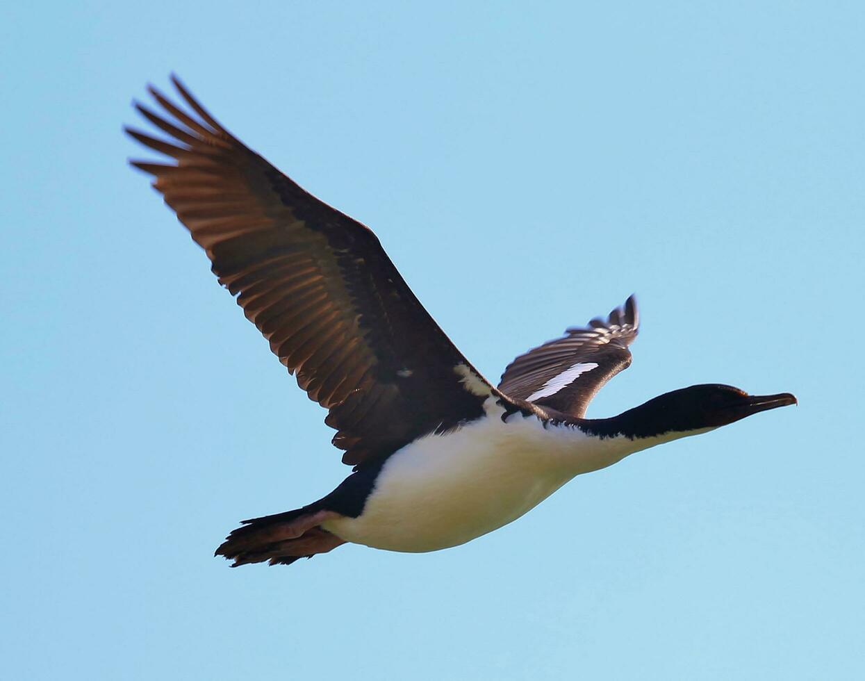 Stewart Island Shag in New Zealand photo