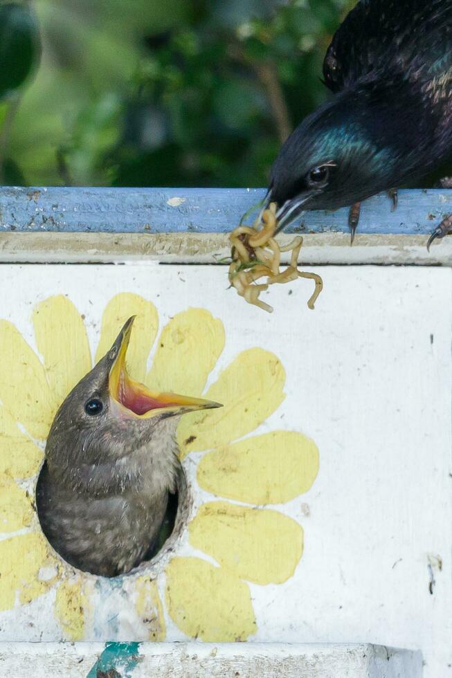 Common European Starling photo