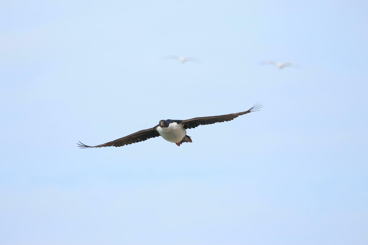 Stewart Island Shag in New Zealand photo