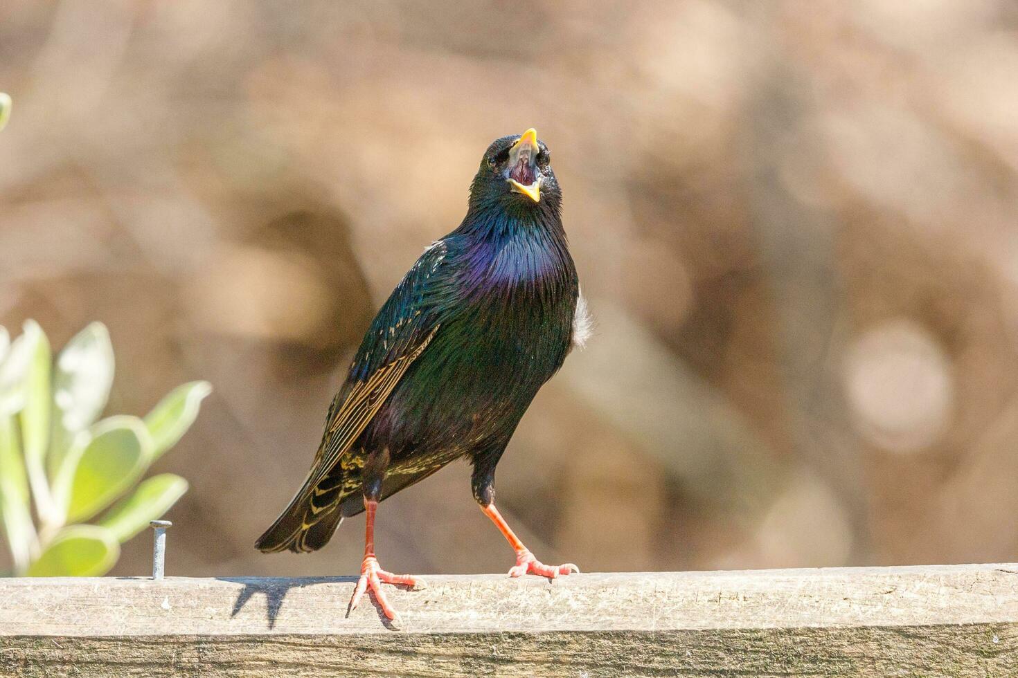 Common European Starling photo