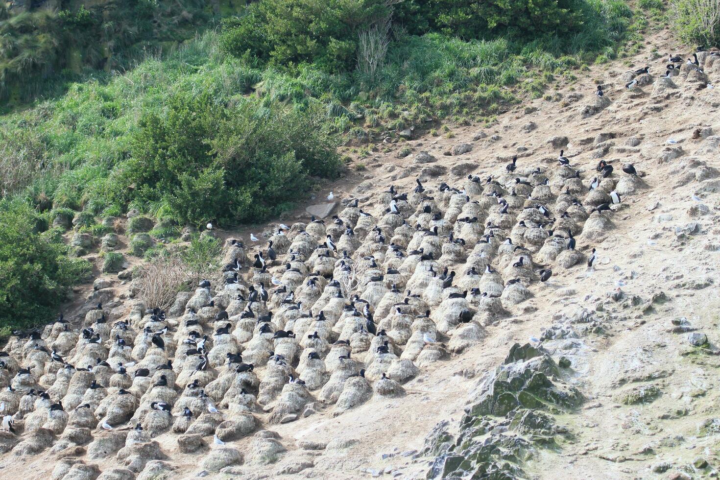 Stewart Island Shag in New Zealand photo