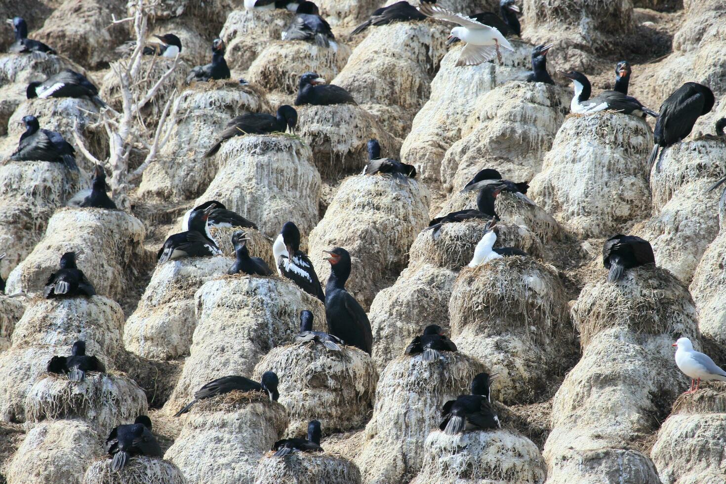 Stewart Island Shag in New Zealand photo