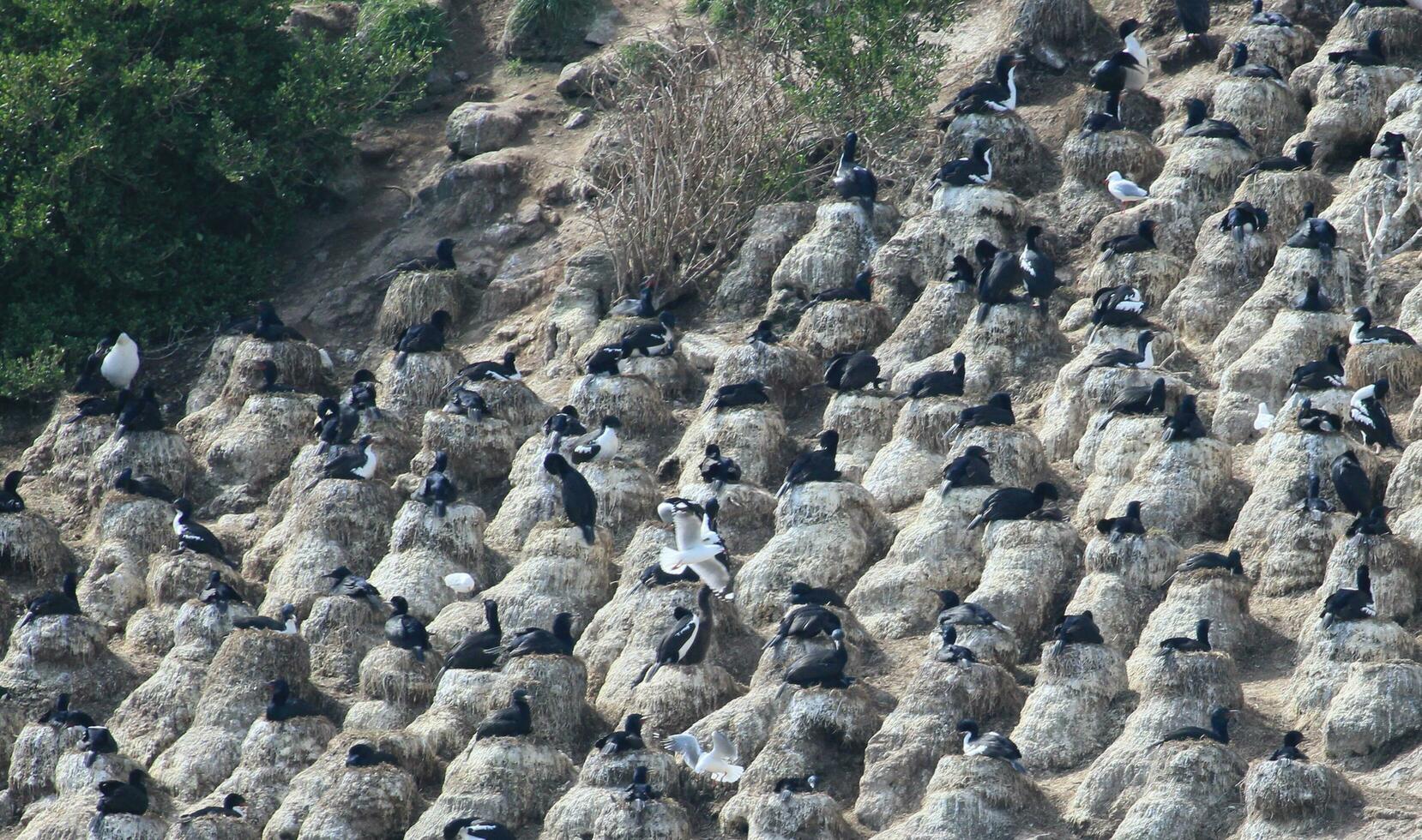 Stewart Island Shag in New Zealand photo