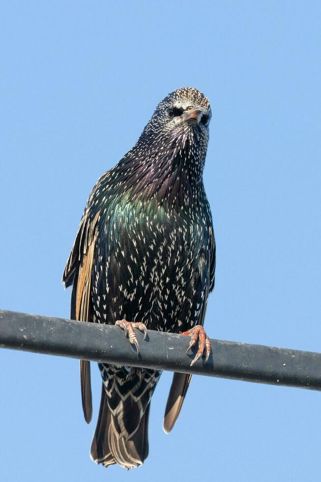 Common European Starling photo