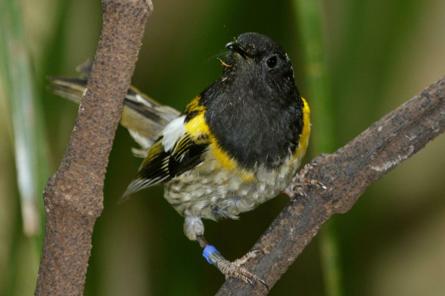 Hihi Stitchbird of New Zealand photo
