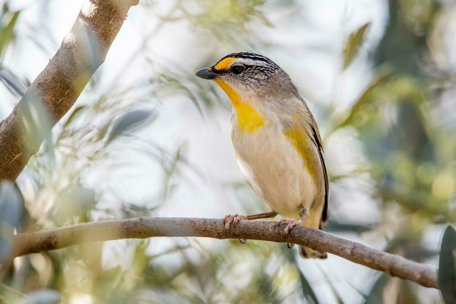 Striated Pardalote in Australia photo