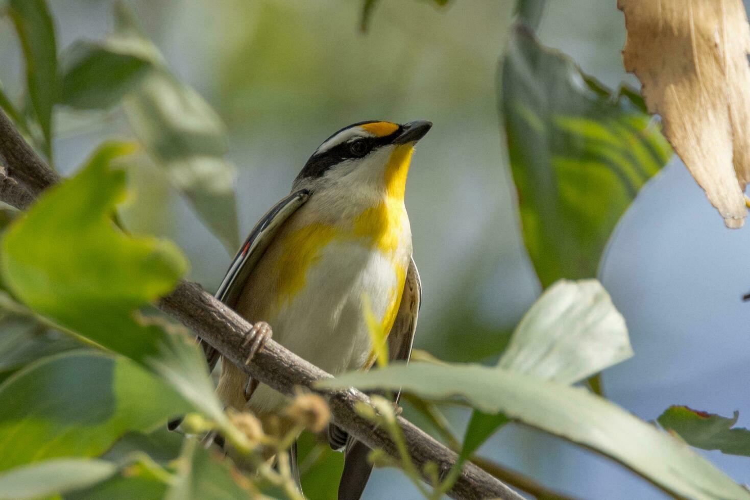 Striated Pardalote in Australia photo