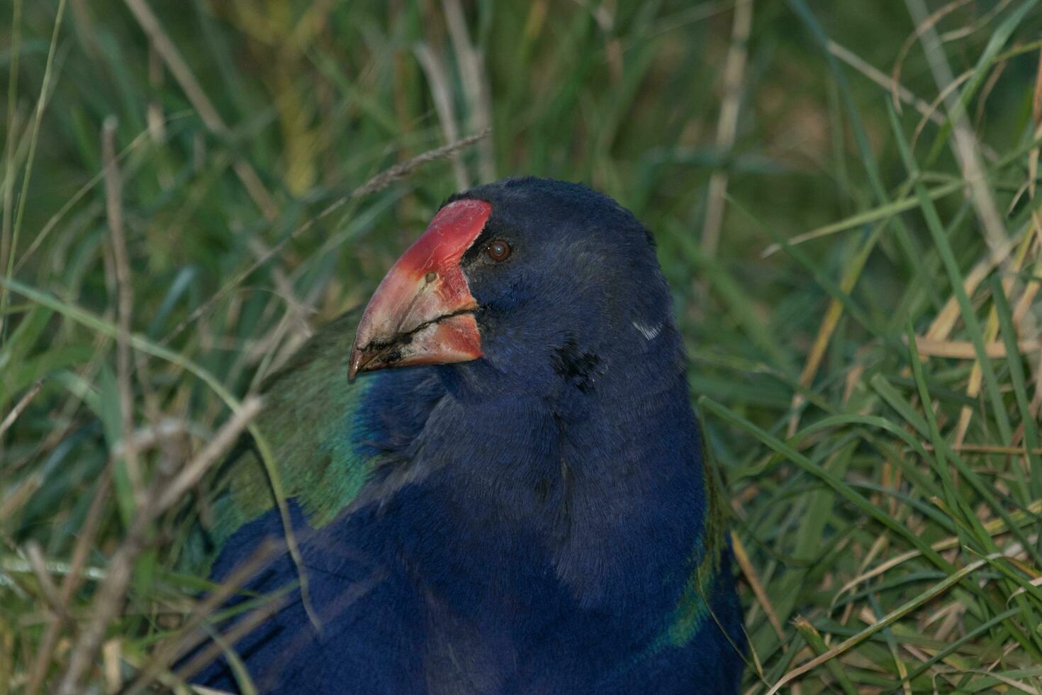 Takahe Rail of New Zealand photo