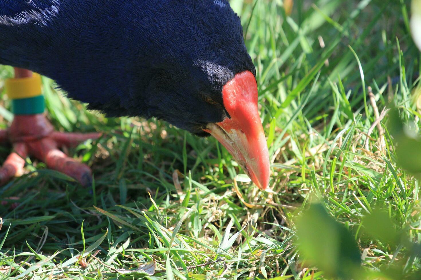 Takahe Rail of New Zealand photo