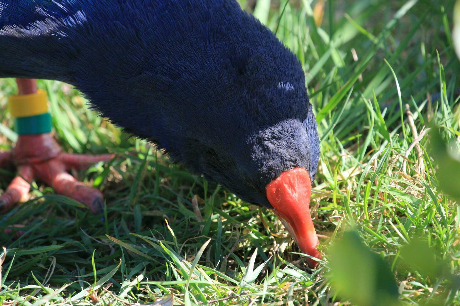 Takahe Rail of New Zealand photo