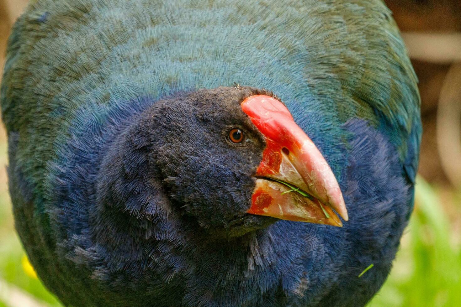 takahe carril de nuevo Zelanda foto