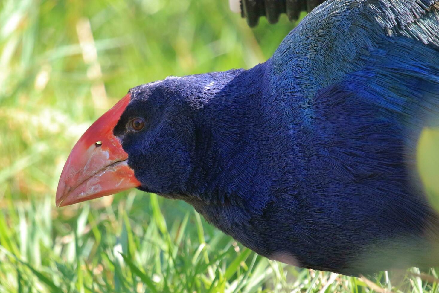 Takahe Rail of New Zealand photo