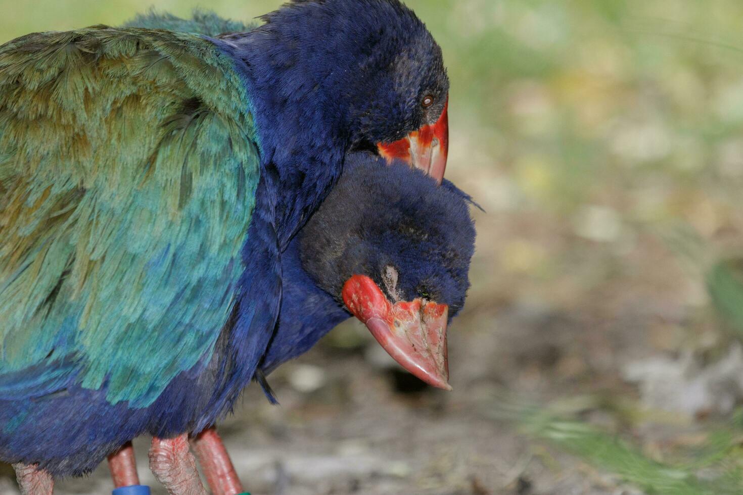 Takahe Rail of New Zealand photo