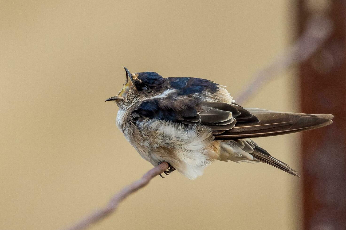 Tree Martin in Australia photo