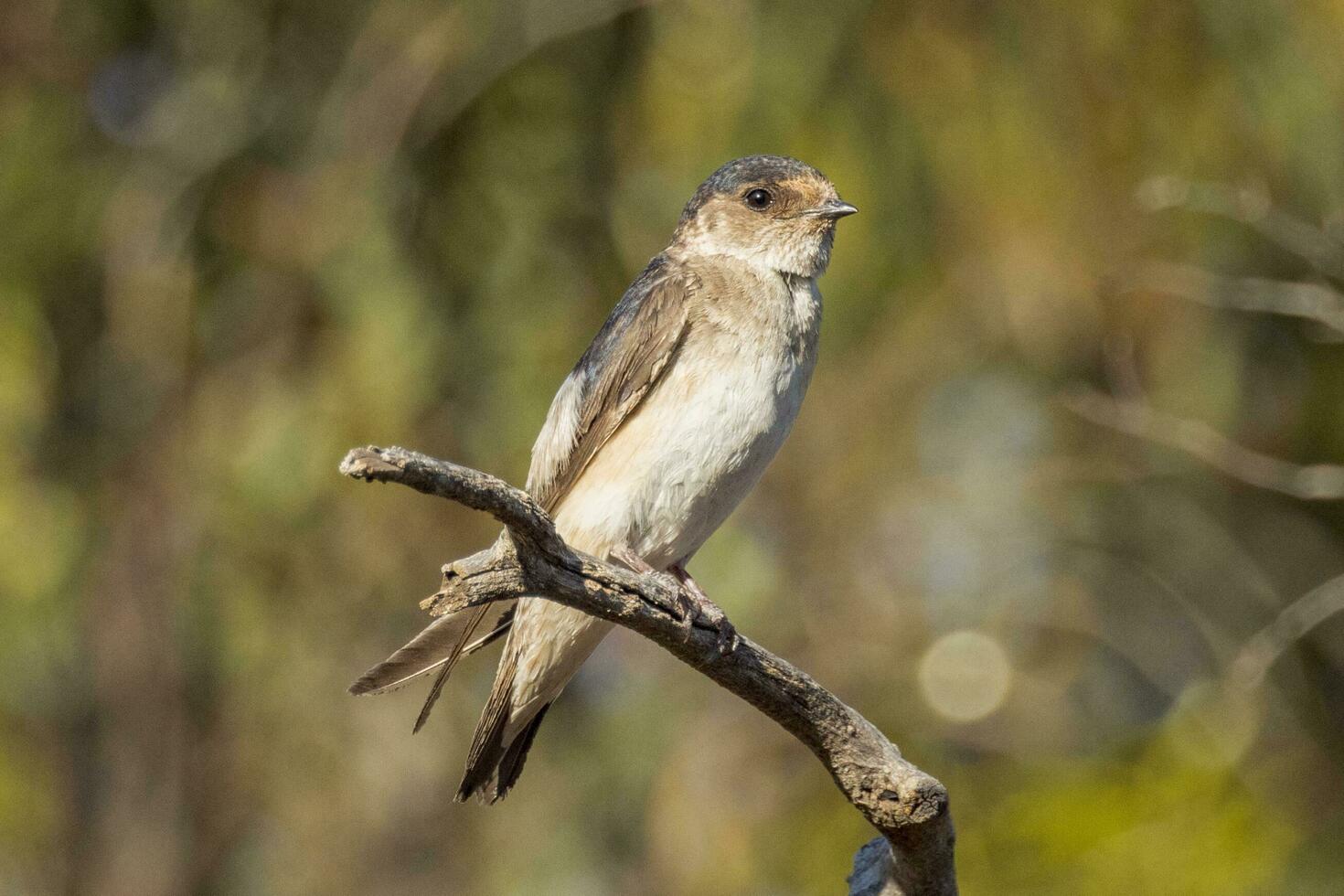 Tree Martin in Australia photo