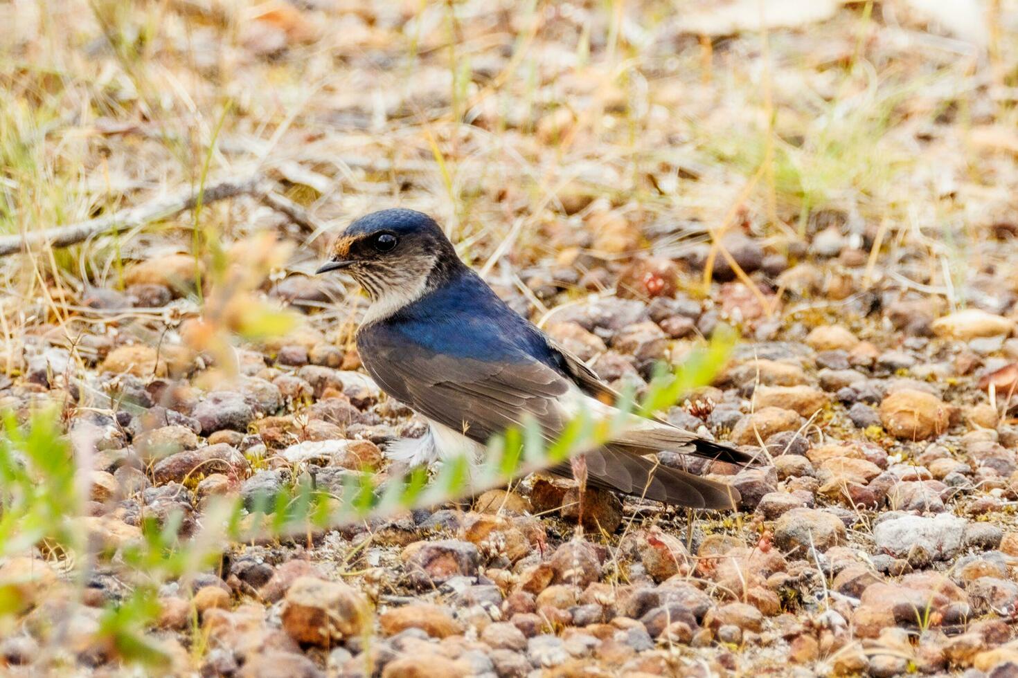 Tree Martin in Australia photo