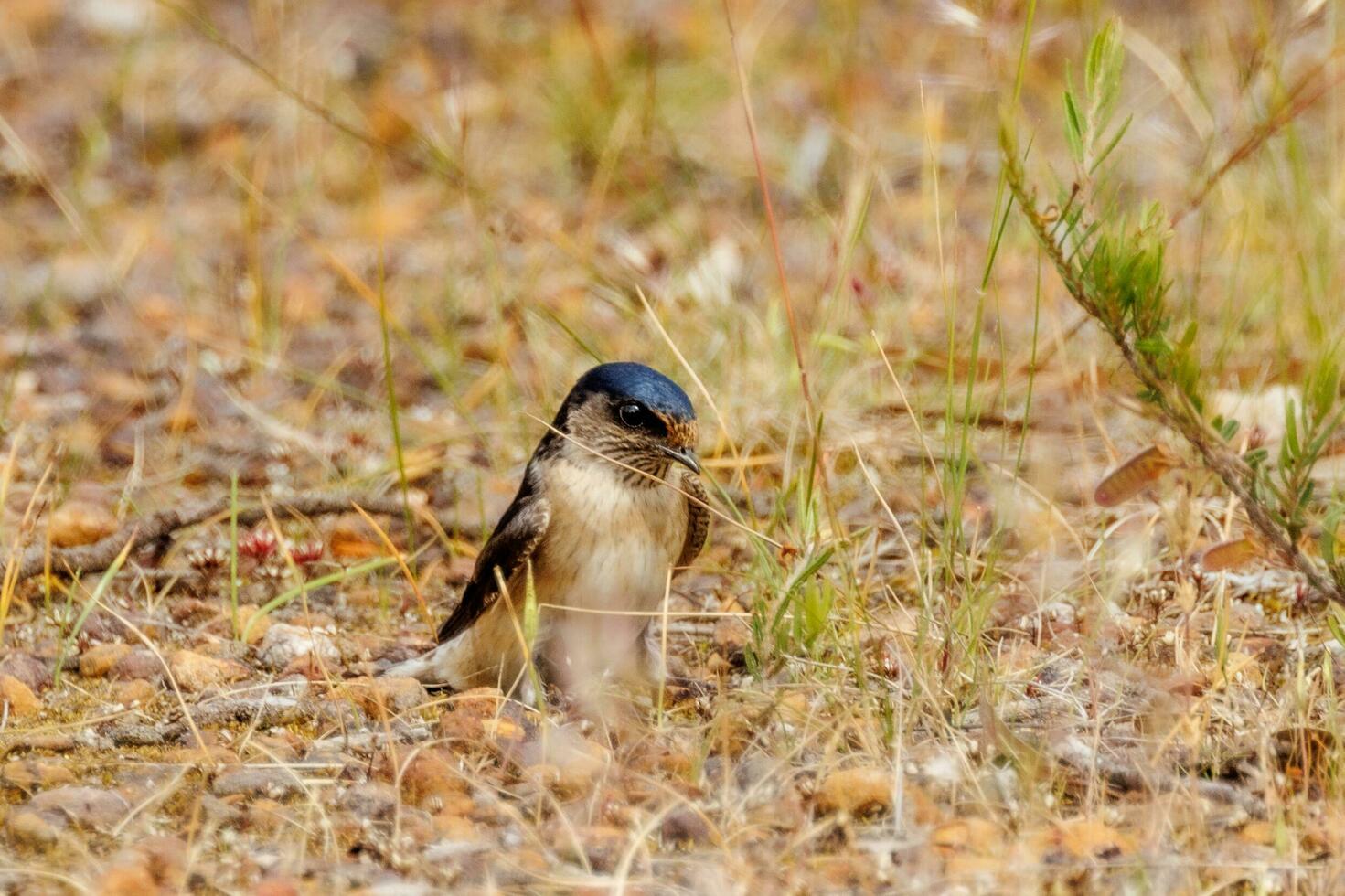 Tree Martin in Australia photo