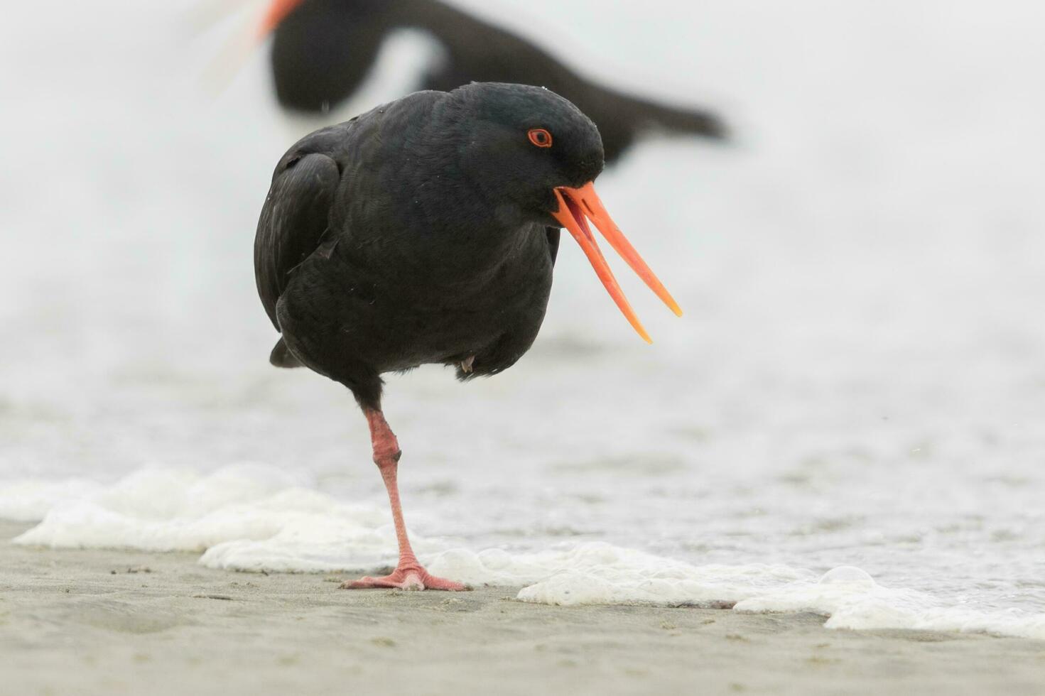 Variable Oystercatcher in New Zealand photo
