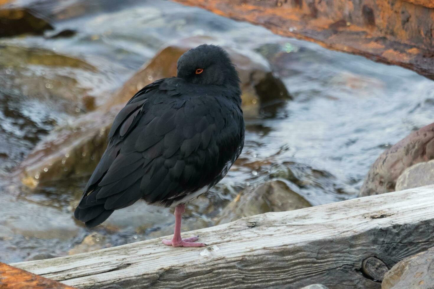 Variable Oystercatcher in New Zealand photo