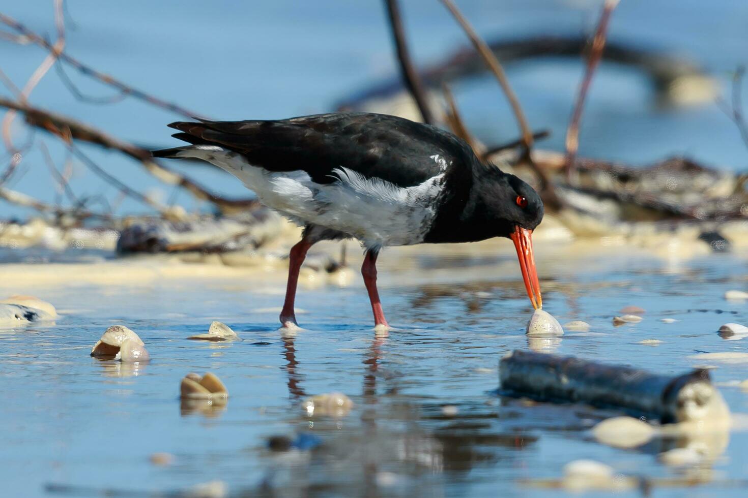 Variable Oystercatcher in New Zealand photo