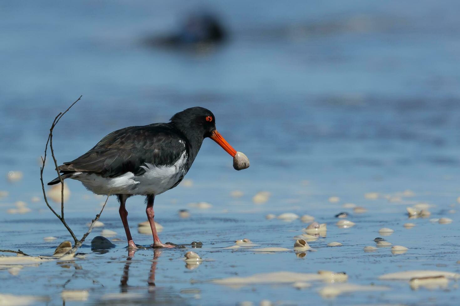 Variable Oystercatcher in New Zealand photo
