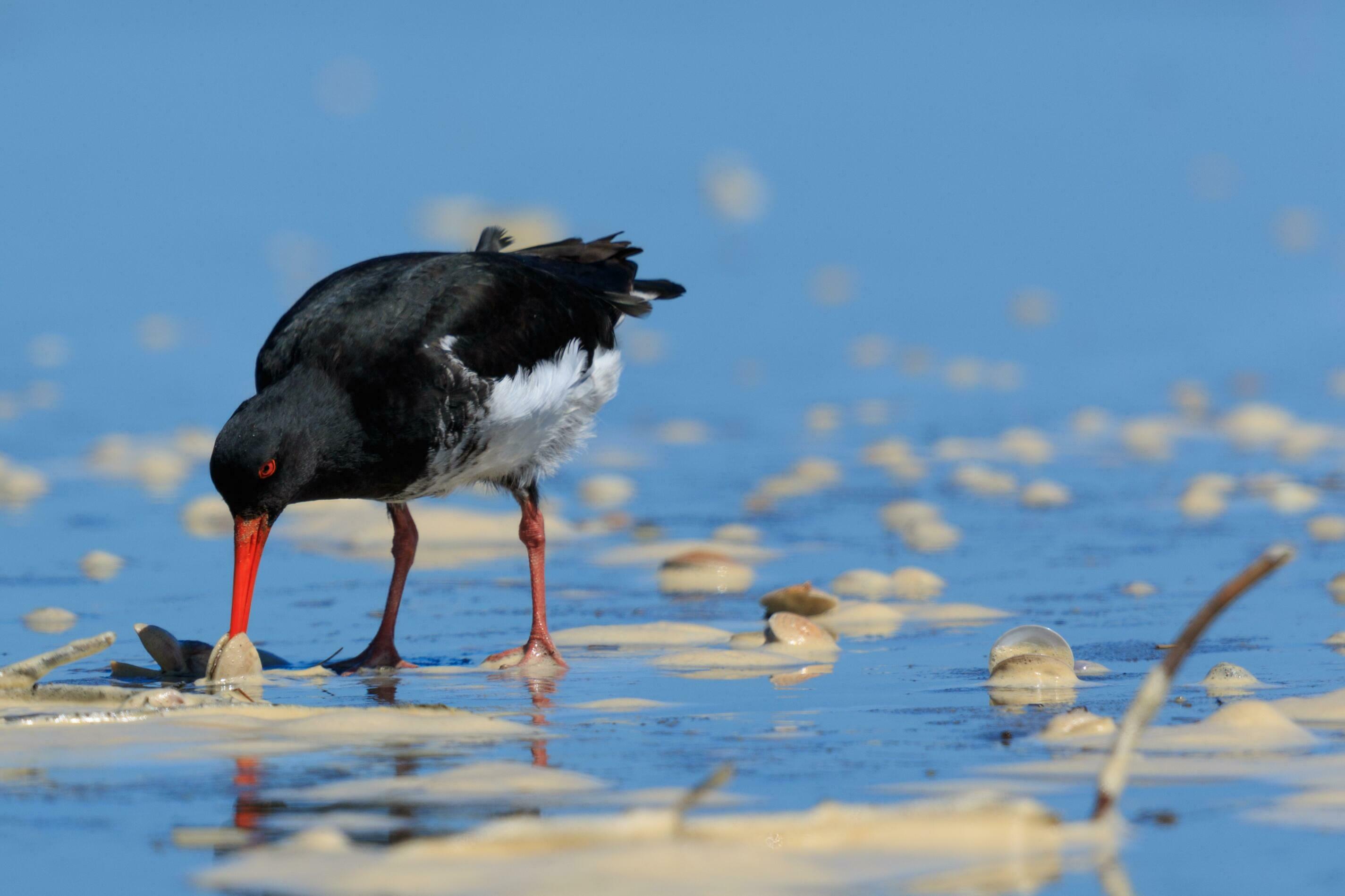 Variable Oystercatcher In New Zealand 25928485 Stock Photo At Vecteezy variable-oystercatcher-in-new-zealand-25928485-stock-photo-at-vecteezy