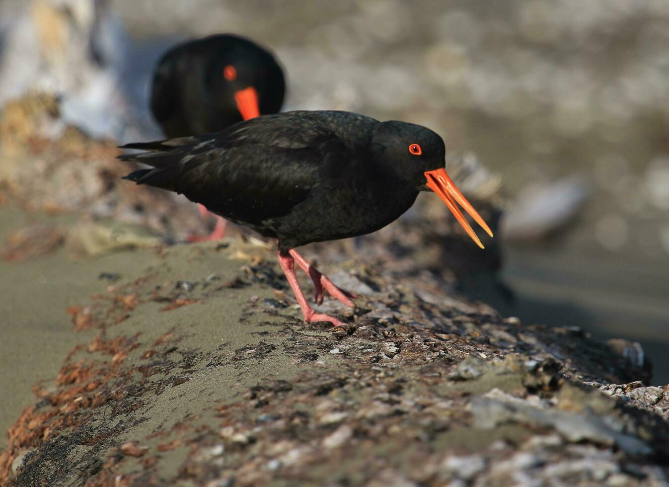 Variable Oystercatcher in New Zealand photo