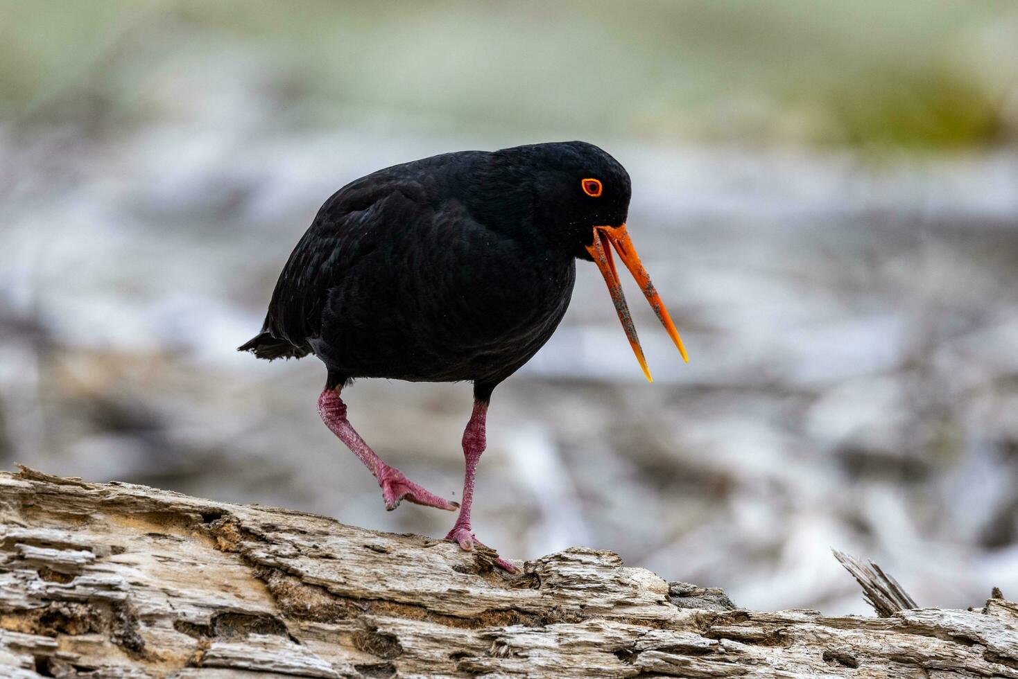 Variable Oystercatcher in New Zealand photo