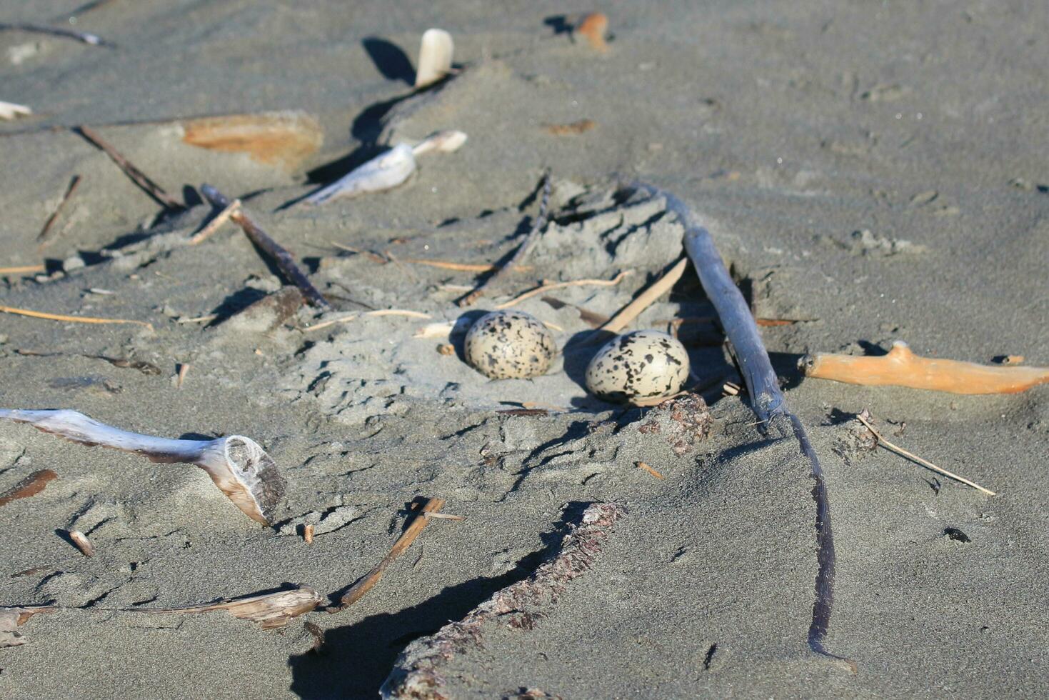 Variable Oystercatcher in New Zealand photo