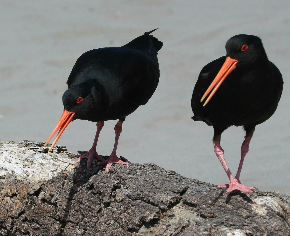 Variable Oystercatcher in New Zealand photo