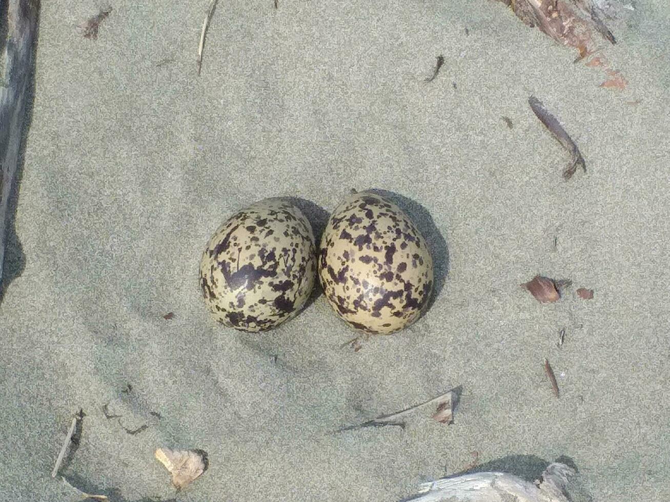 Variable Oystercatcher in New Zealand photo