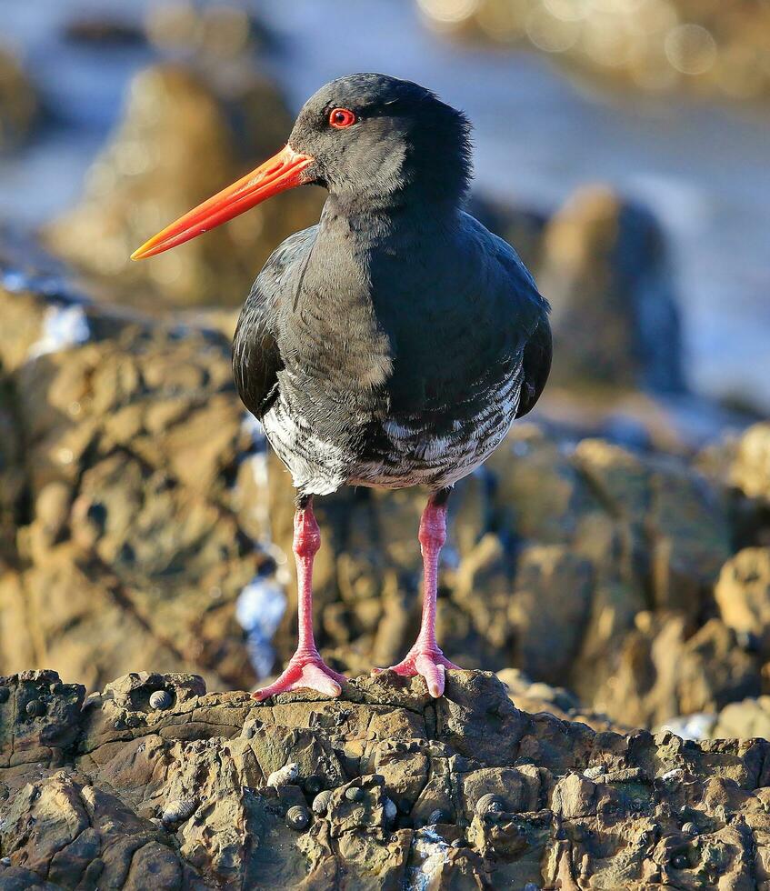 Variable Oystercatcher in New Zealand photo