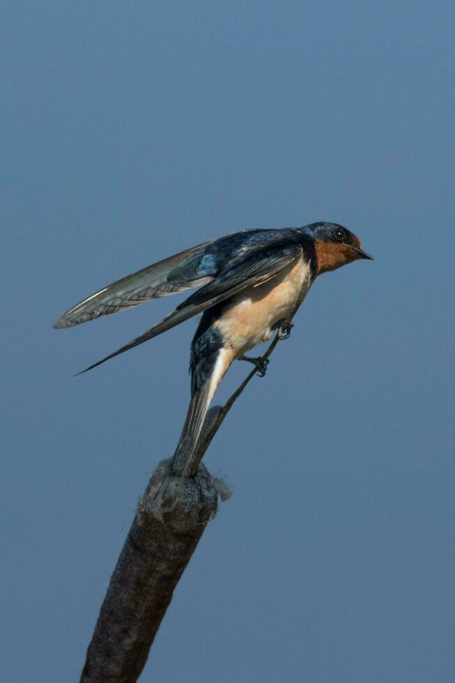 granero golondrina pájaro foto