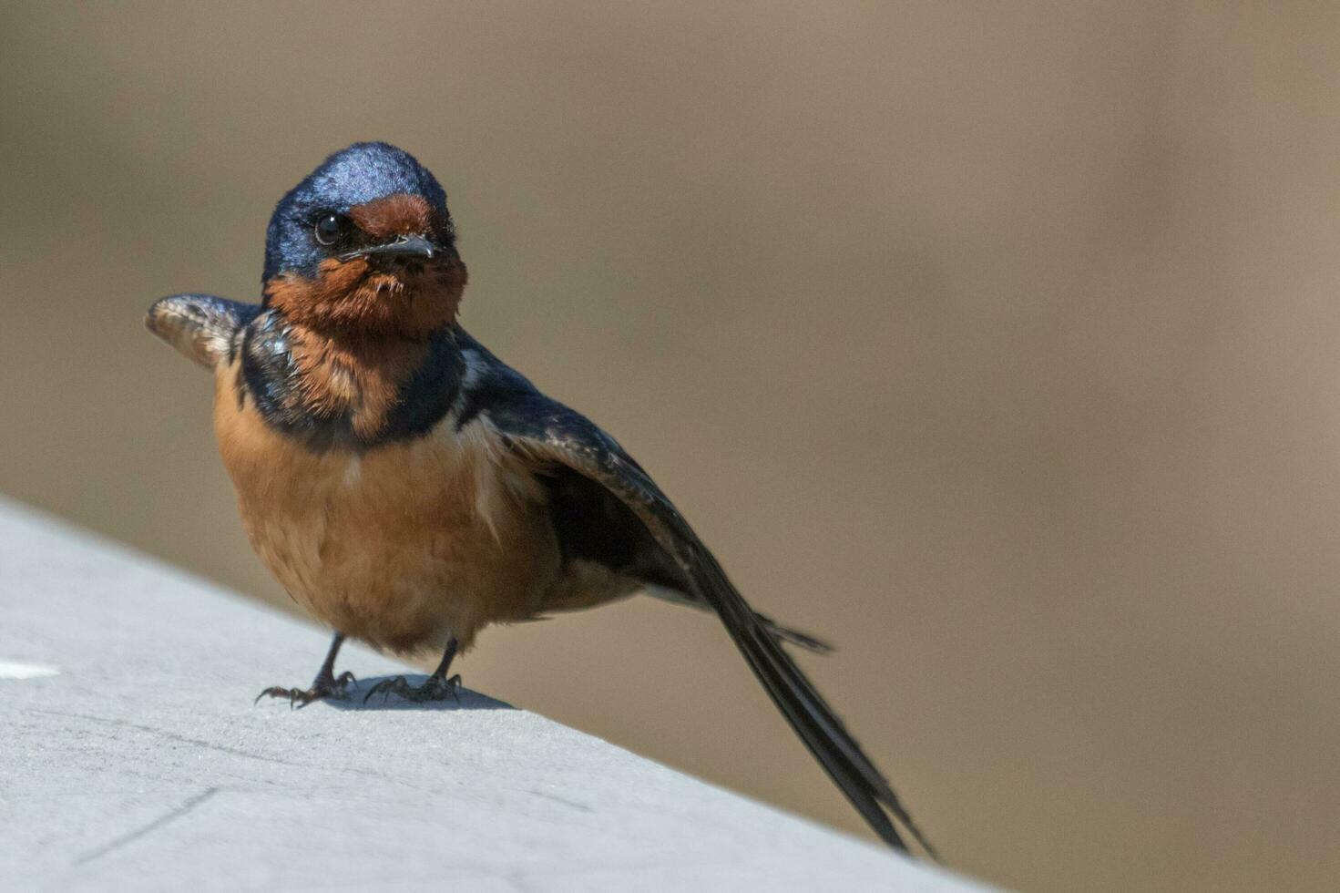 granero golondrina pájaro foto