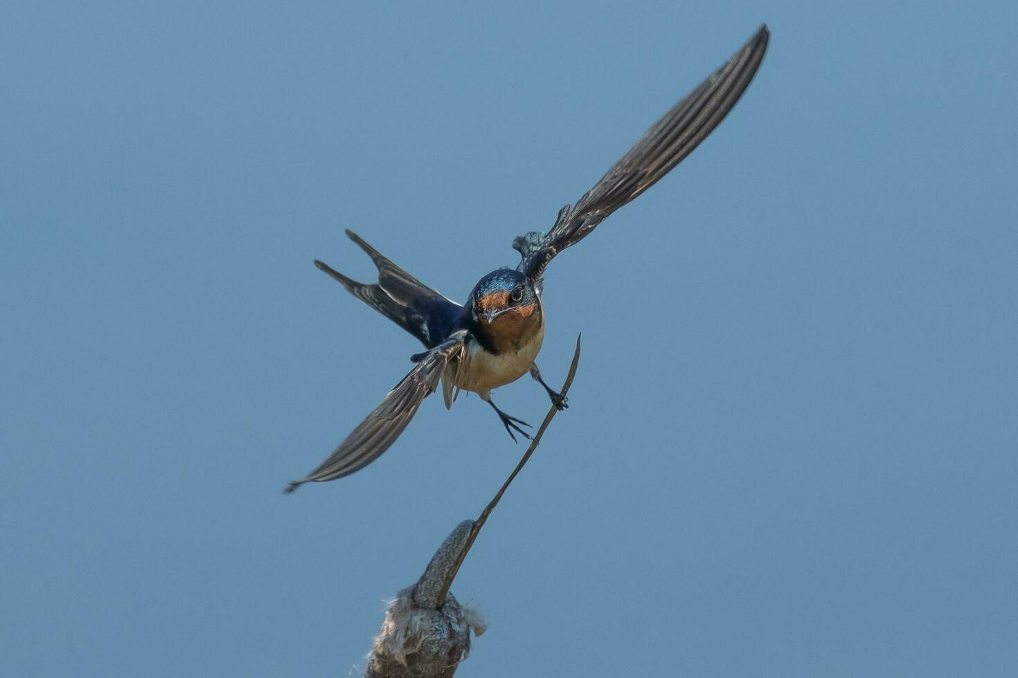 granero golondrina pájaro foto