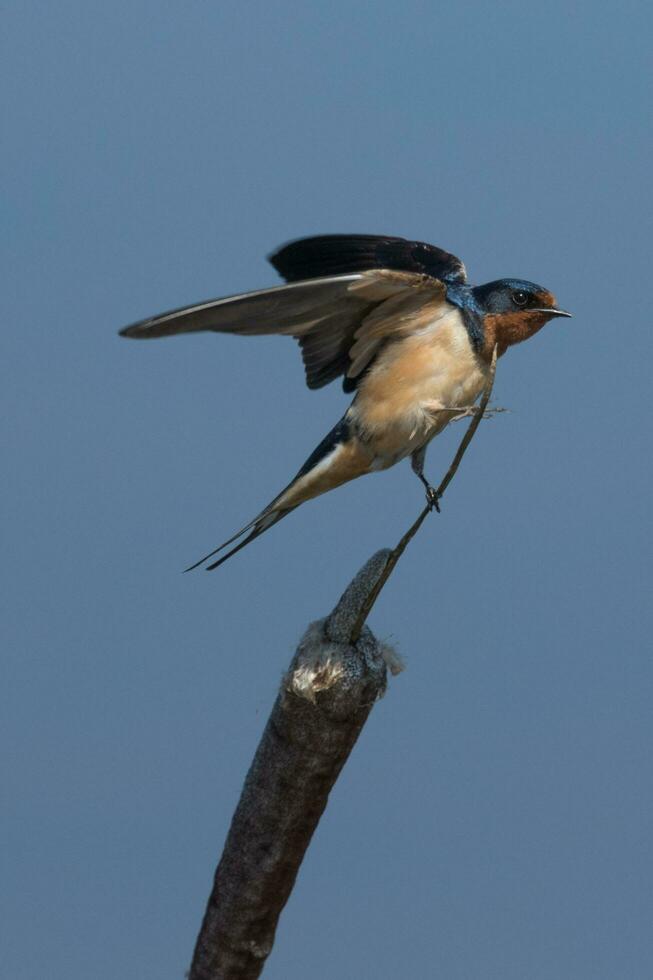 granero golondrina pájaro foto